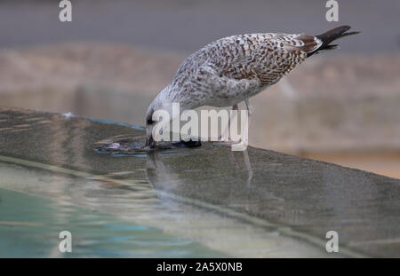 A seagull devours a dead pigeon in central Catalunya square fountains in Barcelona. Stock Photo