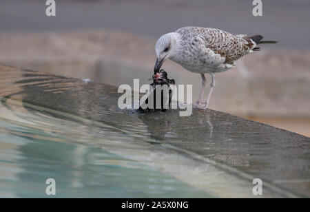 A seagull devours a dead pigeon in central Catalunya square fountains in Barcelona. Stock Photo