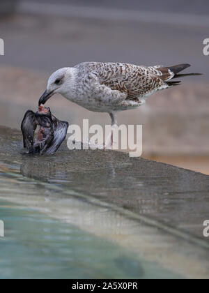 A seagull devours a dead pigeon in central Catalunya square fountains in Barcelona. Stock Photo