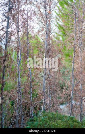 Closeup on the dry grass in early spring Stock Photo