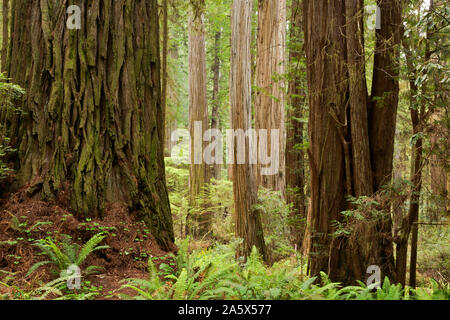 CA03749-00...CALIFORNIA - Redwood forest along the Boy Scout Tree Trail in Jedediah Smith State Park. Stock Photo