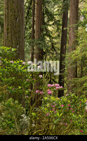 CA03762-00...CALIFORNIA - Rhododendron in bloom near a giant redwood tree located along the Boy Scout Tree Trail in Jedediah Smith Redwoods State Park Stock Photo