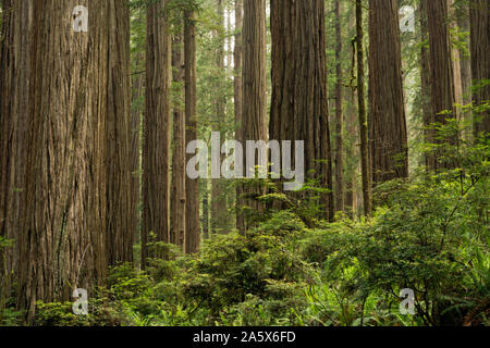 CA03764-00...CALIFORNIA - Redwood forest in Jedediah Smith Redwoods State Park; part of Redwoods National and State Parks complex. Stock Photo