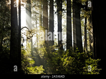 CA03768-00...CALIFORNIA - Sunlight breaking through a layer of fog in the redwood forest along the Boy Scout Trail in Jedediah Smith Redwoods SP Stock Photo