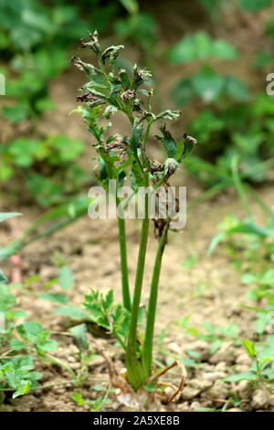 Celery or Apium graveolens marshland vegetable plant with long fibrous stalk tapering into partially dried leaves planted in local urban garden Stock Photo