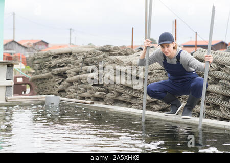 oyster farmer works in oyster pool Stock Photo