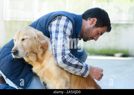 vet looking after a dog injured outdoors Stock Photo