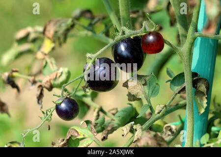 Row of ripe ready for picking indigo rose small dark cherry tomatoes growing from single vine in local urban garden on warm sunny summer day Stock Photo