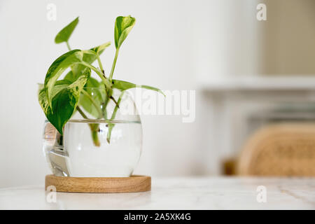 A green aquatic plant in a glass jar on dining table Stock Photo
