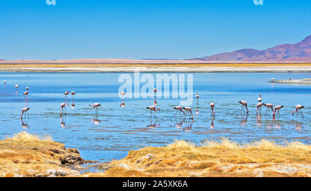 Flamingos feeding at Salar de Tara (Tara Salt Flat) in Los Flamencos National Reserve, Atacama desert, Chile Stock Photo