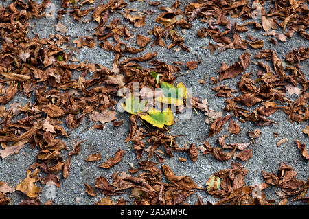 Autumn leaves on the ground Stock Photo