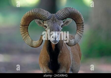 Mufflon (Ovis gmelini musimon), aries, animal portrait, Germany Stock Photo  - Alamy