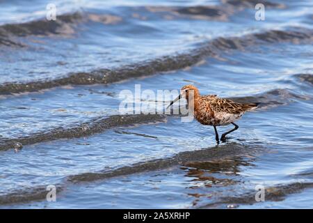 Curlew sandpiper (Calidris ferruginea), adult adult bird in nuptial plumage standing in the water with waves, National Park Coto de Donana Stock Photo