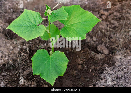One young seedling of a cucumber in an ecological garden. Seedlings grown on the window. Organic food concept. Close up. Stock Photo