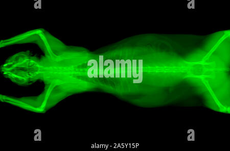 green CT scan of a cat pet on a black background. Oncologist veterinary diagnostic x-ray test. Stock Photo