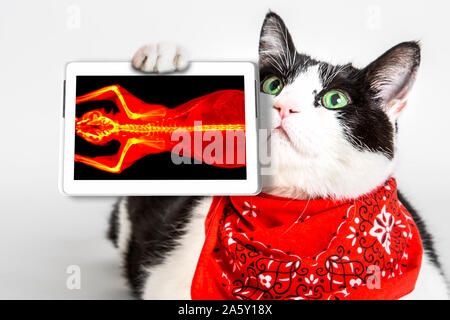 black and white cat with green eyes, wearing a red bandana, showing its ct scan in a tablet. White studio background. Oncologist veterinary diagnostic
