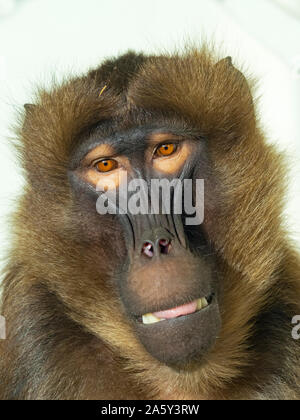 female Gelada Baboon Theropithecus gelada Stock Photo