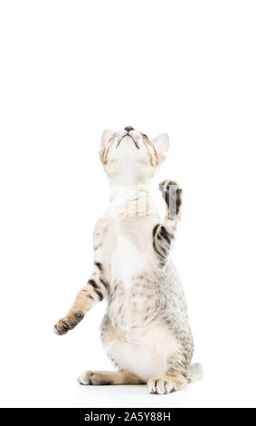 playful toyger kitten stand up show hand isolated on over white background Stock Photo