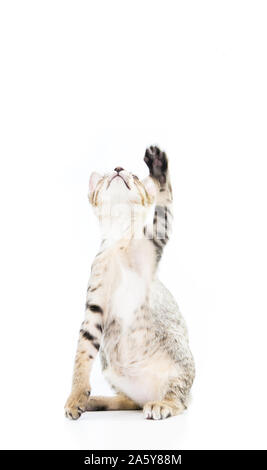 playful toyger kitten stand up show hand isolated on over white background Stock Photo