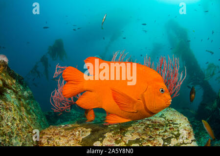 The garibaldi, Hypsypops rubicundus, is the state fish of California.  This individual is pictured in a forest of giant kelp, Macrocystis pyrifera, of Stock Photo