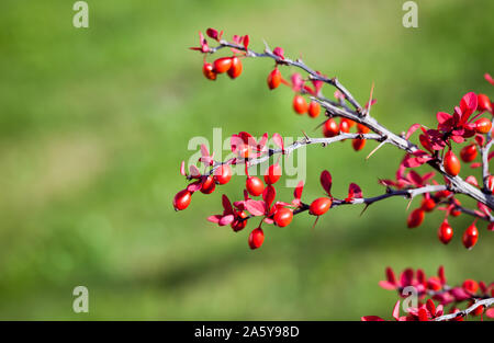 Fruits of Berberis, commonly known as barberry, is a large genus of deciduous and evergreen shrubs. Close up photo with selective focus Stock Photo