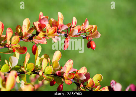 Fruits and colorful leaves of Berberis, commonly known as barberry, is a large genus of deciduous and evergreen shrubs. Close up photo with selective Stock Photo