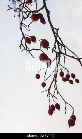 Red fruit of Crataegus hanging on a branch. Crataegus tree commonly called as hawthorn, quickthorn, thornapple, May-tree, whitethorn, or hawberry. Ver Stock Photo