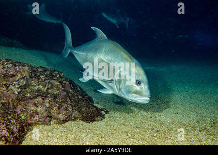 The white ulua, Caranx ignobilis, is also known as a giant trevally or jack.  This species is popular with spearfishermen and can reach over five feet Stock Photo