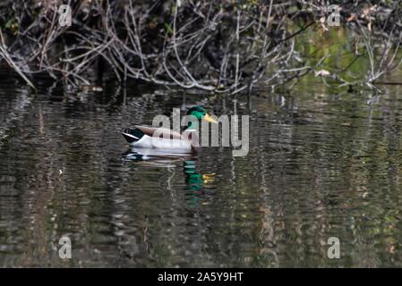 Colorful male mallard duck swims above his reflection in the pond water near shoreline. Stock Photo