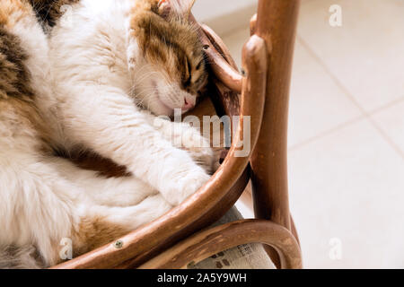 Close up high angle view of a beautiful calico cat enjoying sleep on a reversed rustic chair with some copy space. Stock Photo