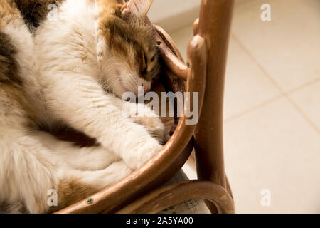 Close up high angle view of a beautiful calico cat enjoying sleep on a reversed rustic chair with some copy space. Stock Photo