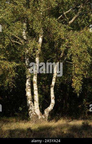 Silver Birch tree in woodands on Autumn afternoon in South London England Stock Photo