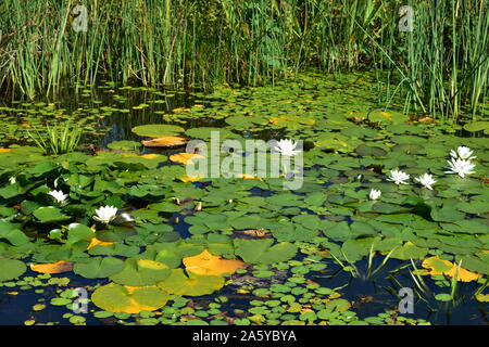 Wildlife pond, Rodley Nature Reserve, Leeds Stock Photo