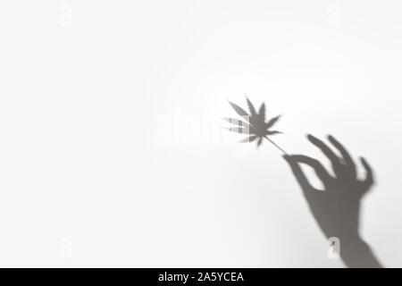 trending shadow leaves. Cannabis leaf in the hand. Place for text. Stock Photo