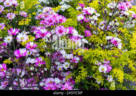 Bunch of aster (genus) and goldenrods (solidago) mixed together - close up Stock Photo