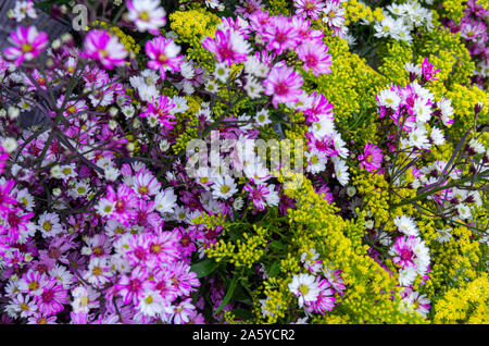 Bunch of aster (genus) and goldenrods (solidago) mixed together - close up Stock Photo