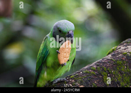 Asian Grey-headed parakeet eating biscuit Stock Photo