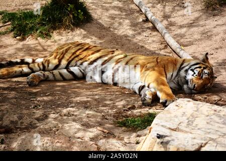 one strong tiger lying on the ground Stock Photo