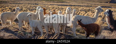 Herd of curious alpacas in Bolivia Stock Photo