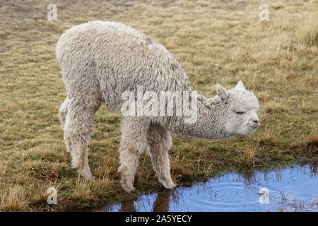 Young Alpaca (Vicugna pacos) drinking from lake on the altiplano, Peru, South America Stock Photo