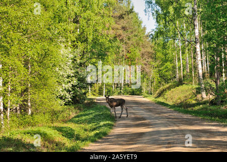 Young elk is crossing the forest road, Puumala, Finland Stock Photo