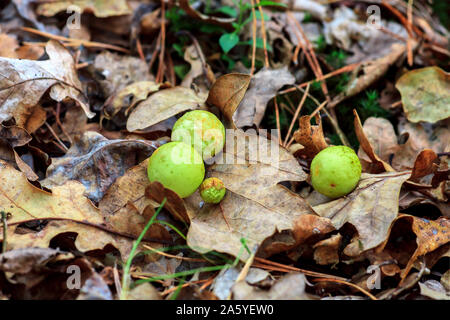 Galls Cynips quercusfolii disease on oak leaf in autumn forest Stock Photo