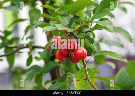 Little red fruits on Plumleaf crab apple tree. Malus prunifolia or Chinese crabapple apples Stock Photo
