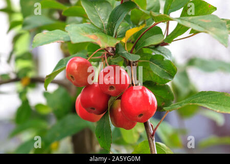 Little red fruits on Plumleaf crab apple tree. Malus prunifolia or ...