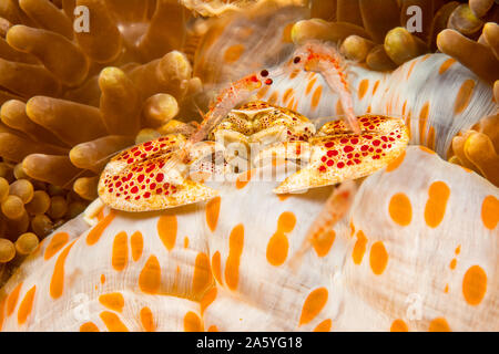 Two tiny mysid shrimp dance in front of a porcelain crab, Neopetrolisthes maculatus, photographed at night. Porcelain crabs are commensal in sea anemo Stock Photo