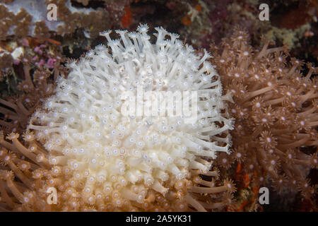 This hard coral colony in the Pacific has begun to bleach, expelling its symbiotic zooxanthellae, consequences of global climate change and climate wa Stock Photo