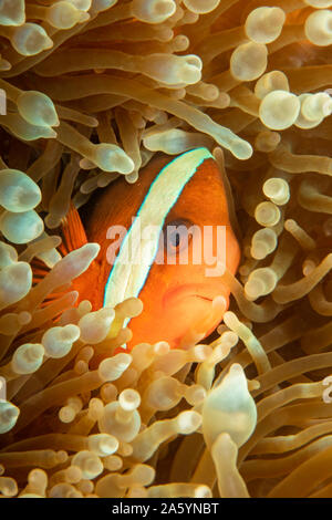 Clark's anemonefish, Amphiprion clarkii, in anemone, Yap, Micronesia. Stock Photo