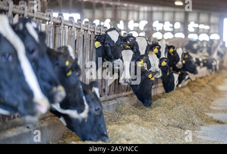 Des Moines, USA. 16th Oct, 2019. Holstein cows are seen at Milk Unlimited Dairy Farms in Atlantic, Iowa, the United States, Oct. 16, 2019. TO GO WITH 'Spotlight: U.S. dairy farmers long for U.S.-China trade progress' Credit: Wang Ying/Xinhua/Alamy Live News Stock Photo