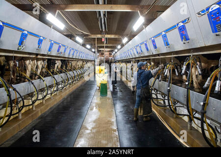 Des Moines, USA. 16th Oct, 2019. Workers milk cows at Milk Unlimited Dairy Farms in Atlantic, Iowa, the United States, Oct. 16, 2019. TO GO WITH 'Spotlight: U.S. dairy farmers long for U.S.-China trade progress' Credit: Wang Ying/Xinhua/Alamy Live News Stock Photo