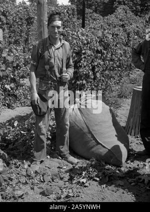 Young migrant worker brings his hops to weigh scales. From five a.m. until noon, when photograph was made, he had picked eighty pounds, which equals eighty cents. Temperature 105 degrees. Oregon, Polk County, near Independence by Dorothea Lange 1895-1965, dated 1939 Stock Photo